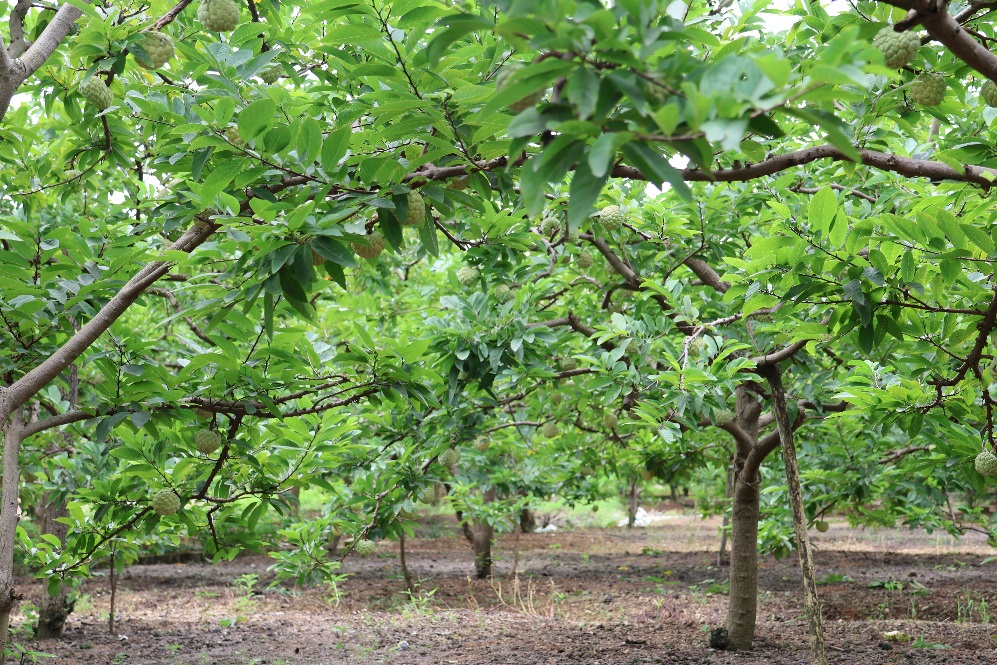 Na dai Thái Nguyên – Đặc sản núi rừng_02